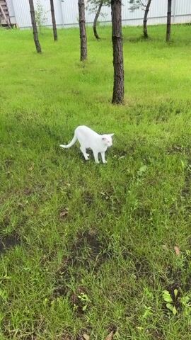 A white cat with pink ears is walking through a grassy area with several trees. The cat is moving from left to right in the frame. In the background, there is a white fence and a wooden structure. The grass is green and appears to be damp in places. The lighting suggests it is daytime and overcast.