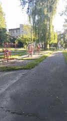 Golden retriever morning walk through a Bochnia park