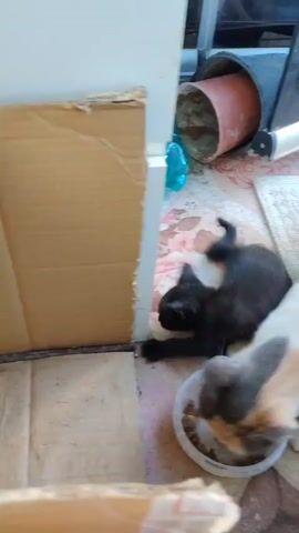 A calico cat with white, black, and orange markings is eating from a white bowl on a patterned floor. A small black kitten is playing nearby. In the background, there are a blue plastic bottle, a terracotta pot, and a glass window reflecting two more kittens. A cardboard box is in the foreground.