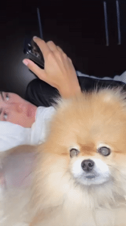 Couple shares bedtime moments with Pomeranian in Warsaw bedroom