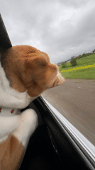 Dog enjoys car ride with head out window in Russia