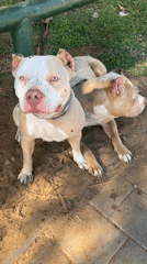 Two American Bully dogs spotted outdoors in Tel Aviv