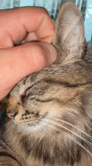 Person pets contented tabby cat in Sofia apartment