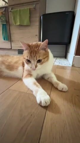 The video shows an orange and white cat lying on a wooden floor. A person's hand enters the frame and uses a cotton swab to gently touch the cat's face, near its eye. The cat reacts by blinking and then swatting at the hand. The person then withdraws the hand and the cat looks at it. The background shows a kitchen area with cabinets and a trash can.