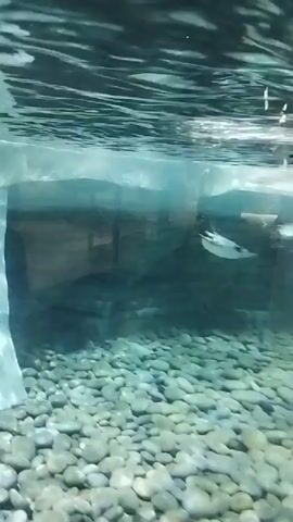 The video shows an underwater view of a penguin habitat. Several penguins are swimming in clear water. The bottom of the habitat is covered in smooth, light-colored stones. There is a large, white, abstract structure in the center of the frame, possibly representing ice or a rock formation. The surface of the water is visible at the top of the frame, with reflections and ripples. The lighting is somewhat dim, creating a muted, naturalistic atmosphere.