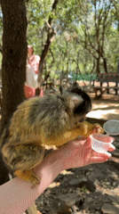 Wildlife encounters captured in northern Israel regional area