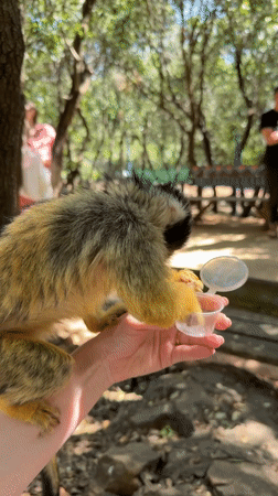 Wildlife encounters captured in northern Israel regional area