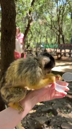 Wildlife encounters captured in northern Israel regional area