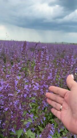 A person's hand gently brushes against the purple flowers of a catmint field under a cloudy sky. The hand, with light pink painted fingernails and a ring on the ring finger, moves from right to left, interacting with the tall, slender flower stalks. The background shows an expansive field of similar purple flowers stretching to the horizon, with a dark, overcast sky above. The camera focuses on the hand and the immediate flowers, with the field fading into a bokeh effect.