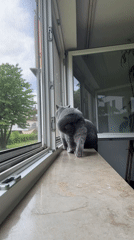 Gray cat spotted on windowsill overlooking residential neighborhood