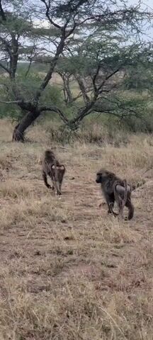 The video shows a group of baboons walking in a grassy, savanna-like environment. The baboons are walking away from the camera, foraging and interacting with each other. There are several trees in the background. The overall scene appears to be a natural habitat.