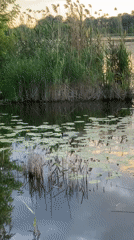 Ducks, lily pads, and golden light on a Ukrainian waterway