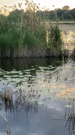 Ducks, lily pads, and golden light on a Ukrainian waterway