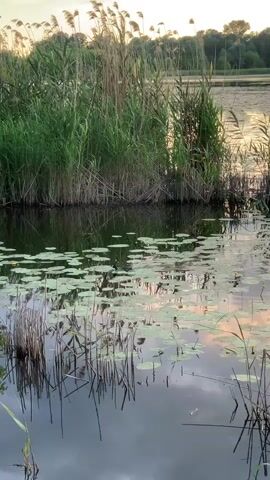The video shows a body of water with reeds and lily pads. There is a small wooden structure on the left bank, and trees and more reeds in the background. The water reflects the sky and the surrounding vegetation. A bird is visible swimming on the water. The lighting suggests it is either dawn or dusk.