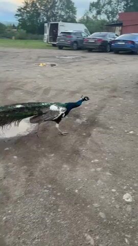 The video shows a peacock walking on a gravel surface between cars and buildings. The peacock is moving from left to right in the frame, and has a long, iridescent tail. In the background, there are several cars parked, a white van, and a few buildings with red roofs. A boat on a trailer is also visible. A green garden hose is lying on the ground next to a wire enclosure. The overall environment appears to be a rural or semi-rural area, possibly a farm or storage yard.