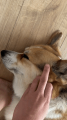 Corgi receives gentle petting from owner in Gangloff home