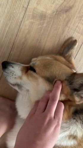 Corgi receives gentle petting from owner in Gangloff home