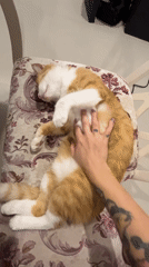 Lazy afternoon with orange cat in Baan Hua Thanon