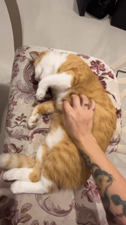 Lazy afternoon with orange cat in Baan Hua Thanon