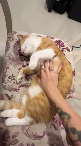 Lazy afternoon with orange cat in Baan Hua Thanon