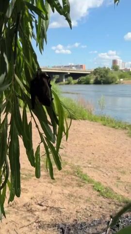 A bat hangs upside down from a branch of a tree. The bat is dark brown with its wings folded. It appears to be sleeping. The tree has long, green leaves. In the background, there is a body of water, possibly a river, with some vegetation along the bank. A bridge and some buildings are visible in the distance. The ground in the foreground is sandy. The overall lighting suggests it is daytime.