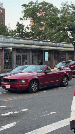 German Shepherd rides rooftop on a red convertible Mustang in NYC