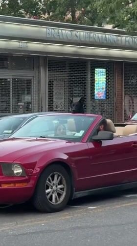 German Shepherd rides rooftop on a red convertible Mustang in NYC