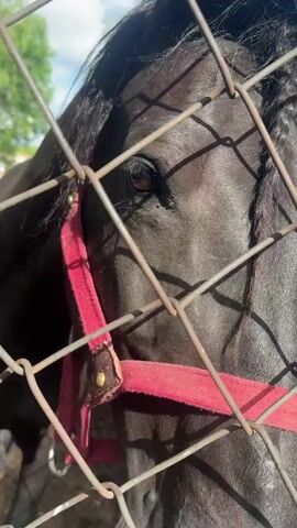 A close-up, in-focus shot shows the head of a black horse wearing a red halter. The horse's eye is visible, and its mane is braided. The horse is behind a wire mesh fence. The background is blurred, showing greenery and what appears to be a building in the distance. The lighting suggests it is daytime, possibly a sunny day.