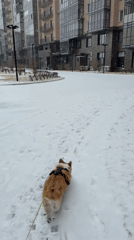 Corgi walks through snowy Krasnoyarsk residential area