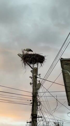 The video shows a large bird, likely a stork, standing in a large nest made of branches and sticks, constructed on top of a utility pole. The bird appears to be arranging the materials of the nest with its beak. Power lines are strung across the sky, and the corner of a building is visible to the right. The sky is overcast with shades of grey and pink from the setting sun.