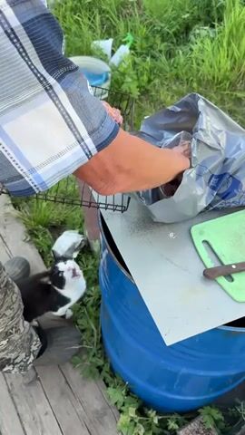 A person wearing a blue and white checkered shirt and camouflage pants is preparing to grill meat. They are standing next to a blue barrel, on top of which is a metal sheet and a green cutting board with a knife. The person is holding raw meat, possibly chicken or pork, and placing it on a wire grill rack. A black and white cat is standing on its hind legs, reaching up towards the grill rack, seemingly begging for food. The background is filled with green grass and foliage, suggesting an outdoor setting, likely a backyard or campsite. There are also some plastic bottles and other items scattered in the background. The lighting indicates it is daytime.
