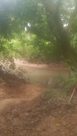 A close-up shot of a murky stream flowing through a wooded area. The water appears slow-moving and brown, with some debris visible on the surface. The banks of the stream are lined with reddish-brown sand and dense green foliage. The overall impression is one of a natural, undisturbed environment.
