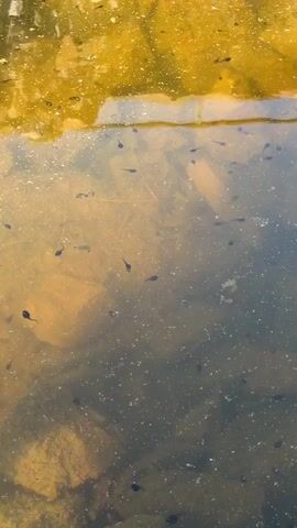 A high-angle outdoor shot shows dozens of black tadpoles swimming in a shallow body of water. The water is clear enough to show large brown rocks and some green aquatic plants on the bottom. Sunlight reflects off the surface of the water and illuminates the tadpoles and rocks. There are also many small white specks floating in the water.