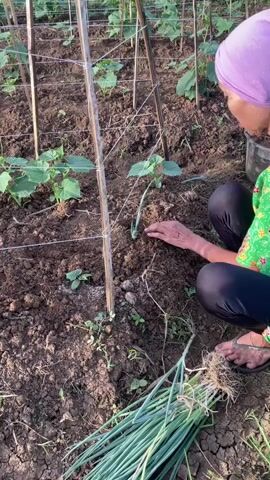 A person wearing a purple headscarf and a green floral shirt is planting green onions in a garden. The person is kneeling and using a small gardening tool to dig a hole in the soil. There are cucumber plants growing in the background, supported by bamboo stakes and string. A bunch of green onions with roots attached is lying on the ground next to the person. The soil appears dry and cracked.