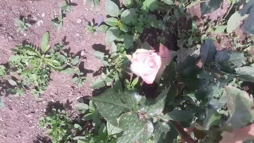 The video shows a close-up view of a light pink rose bush with several buds and one open rose. The bush is growing in soil with some weeds. The camera pans across the bush, showing the leaves, stems, and flowers. The lighting is natural, suggesting outdoor filming during the daytime. There are no people or other animals visible in the video. The background is blurred, but it appears to be an outdoor environment, possibly a garden.