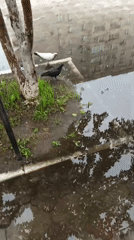 Pigeons around a wet paved courtyard in Blagoveshchensk
