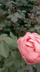 Rose garden in full bloom, Radisne, with a surprise bird nest
