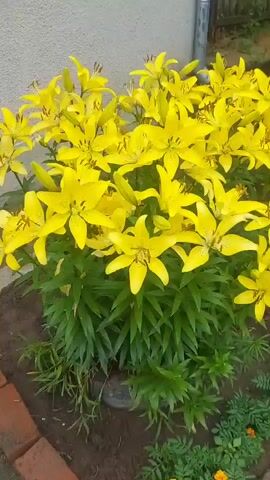 A video pans across a garden bed filled with blooming yellow flowers. The flowers appear to be lilies and possibly other varieties. In the background, a wooden fence, a downspout, and some greenery are visible. The lighting suggests it is daytime.