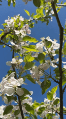 Spring garden documentation captures blooming apple trees in Luxembourg