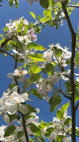 Spring garden documentation captures blooming apple trees in Luxembourg