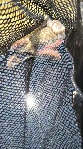 A small octopus is visible inside a fishing net, its arms spread out and clinging to the mesh. The net is black with a honeycomb pattern, and it is submerged in water, creating ripples and reflections of light. The octopus itself is a mottled brown and pink color. The background is blurred, but appears to be a natural environment, possibly the ocean or a lake.
