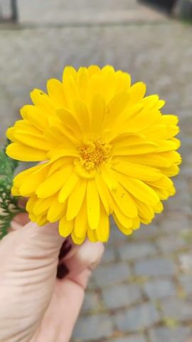 A hand with dark red fingernails holds a bright yellow flower with many petals and a small green sprig against a blurred background of a paved area and an open black metal gate. The person wearing a grey knitted sweater presents the flower to the camera. The paved ground consists of small, irregularly shaped stones. Beyond the gate, there is a glimpse of a tree-lined path. The overall lighting is soft and diffused.