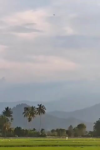 The camera faces a green field, apparently a rice paddy, extending to a row of palm trees, beyond which are visible distant mountains, which are partially obscured by clouds. The sky above is lightly overcast. The scene appears still. The video is recorded vertically.