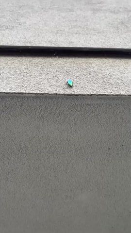This is a close-up video of a metallic green beetle crawling on a textured, light gray surface. The surface appears to be part of an outdoor structure, possibly a wall or ledge, given the grainy texture and the presence of a dark horizontal line above the beetle, which could be a pipe or railing. The lighting suggests it is daytime, with no direct sunlight visible, implying an overcast or shaded environment. The beetle itself is the sole subject, its iridescent shell shimmering with shades of blue and green as it moves. Its legs are visible as it grips the rough surface. The camera slowly zooms in on the insect, allowing for a detailed view of its body and antennae. There is no visible text in the media. The overall mood is neutral and observational, focusing on the intricate details of the natural world in an urban or semi-urban setting. The location context of Vicenza, Italy, does not provide specific visual cues in the footage itself, but it sets a general geographic backdrop for the scene.