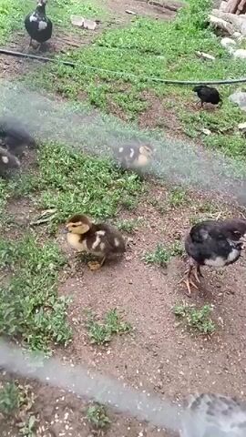 The video shows a group of young birds, likely ducklings and chicks, in an outdoor enclosure with dirt and grass. The birds are of various colors, including brown and white speckled, and black. One adult bird, possibly a duck, is visible in the background on the left. Another dark-colored bird, likely an adult, is in the upper right corner. The birds are scattered around the enclosure, with some pecking at the ground. Water is being sprayed into the enclosure from the left side of the frame, creating a mist that partially obscures the birds and the background. The netting of the enclosure is visible in the foreground. The lighting suggests it is daytime, and the environment appears to be a farm or backyard setting.