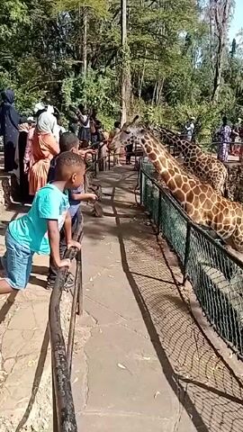 The video shows a group of people, including children, interacting with giraffes at a zoo or wildlife park. The children are leaning over a metal railing, seemingly trying to feed or interact with the giraffes, which are behind a green mesh fence. The giraffes are stretching their necks towards the people. The area appears to be outdoors, with trees and other greenery visible in the background. Some of the adults are wearing traditional garments, and they are also observing the giraffes. The ground is paved, and shadows from the trees and railings are cast across the surface. The atmosphere seems lively and engaging as people enjoy observing and interacting with the giraffes.