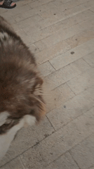 Late-night pet sightings captured in Jiulongpo District