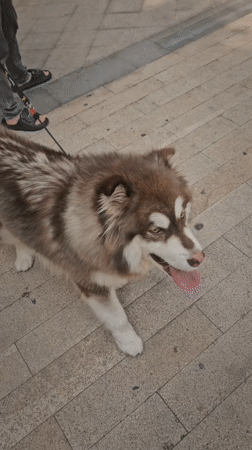 Late-night pet sightings captured in Jiulongpo District