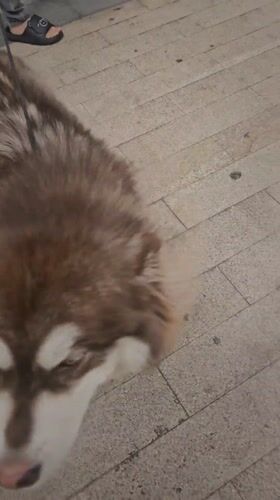 Late-night pet sightings captured in Jiulongpo District