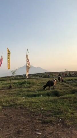 The video begins by showing a wide shot of a grassy field under a clear sky. In the foreground, there is a dirt path with some grass and debris. A single buffalo is grazing in the middle of the field, with a couple of other buffalo visible in the background. Several colorful flags are planted in the ground to the left of the buffalo. In the distance, a mountain is visible, partially obscured by a light haze. A small building and several people are scattered in the background, near the flags and the edge of the field. The lighting suggests it is either early morning or late afternoon. The video then pans slightly to the right, showing more of the field and the distant mountain.